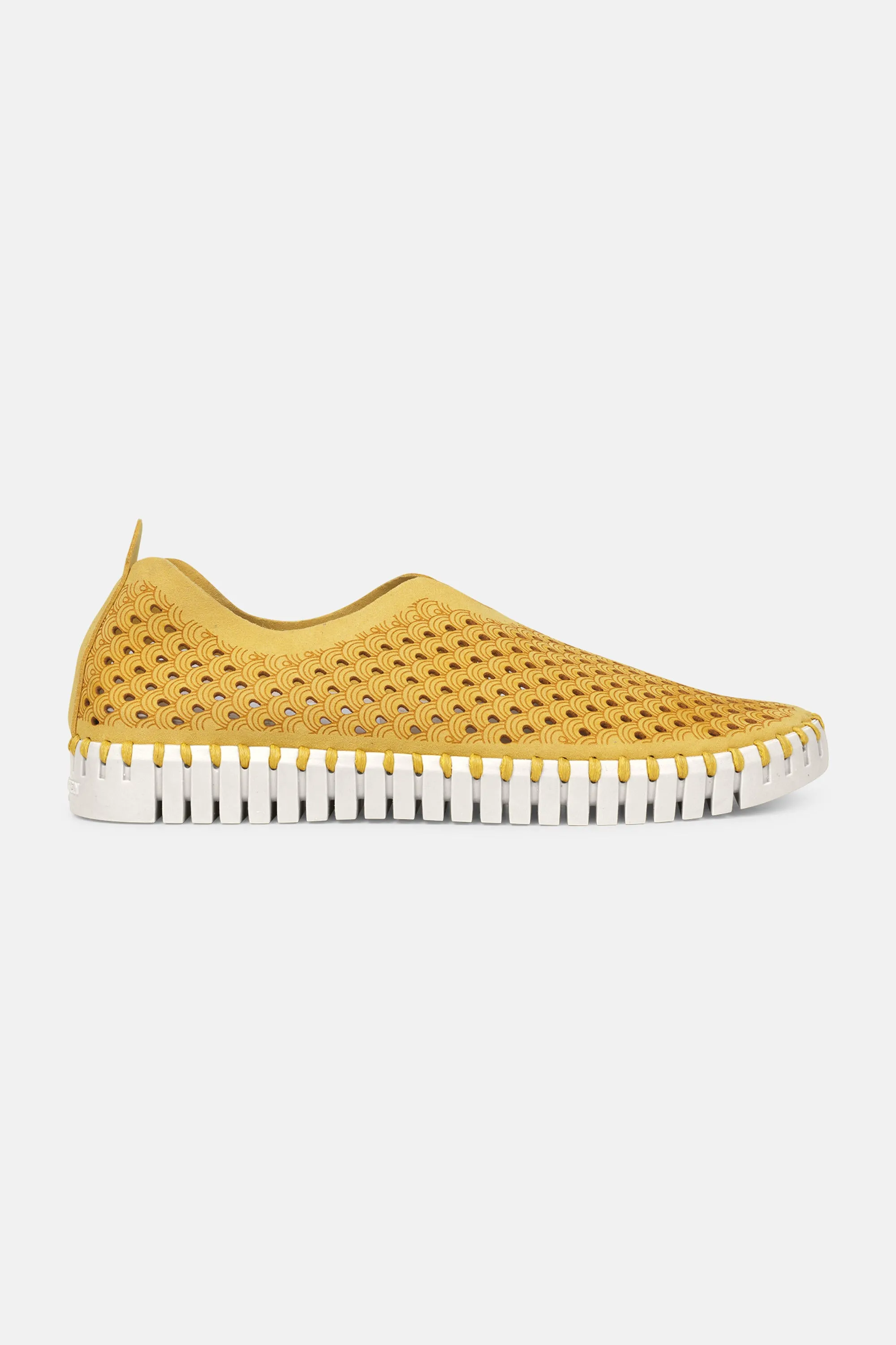 Tulip Skor - Golden Rod